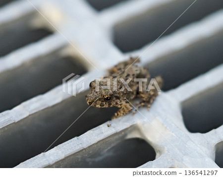 A frog resting on a drain cover 136541297