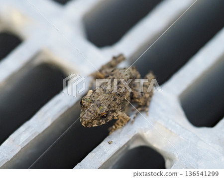 A frog resting on a drain cover 136541299