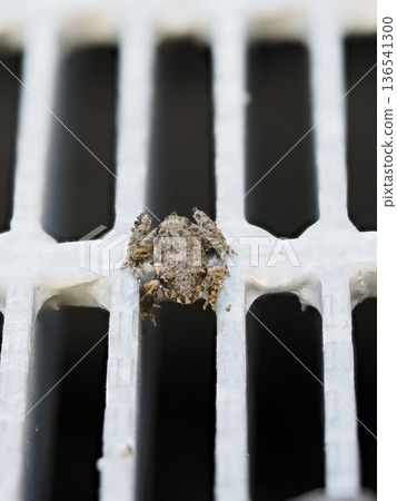 A frog resting on a drain cover 136541300