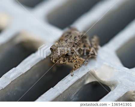 A frog resting on a drain cover 136541301