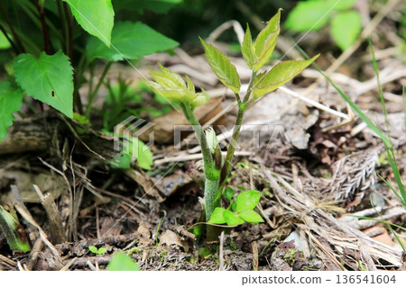 Young shoots of wild mountain burdock Young shoots of wild mountain burdock 136541604