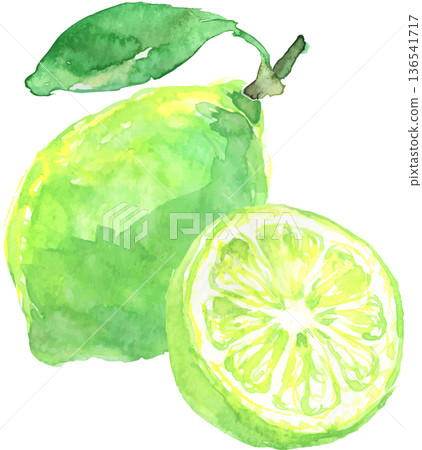 水彩青檸插圖向量圖 水彩青檸插圖向量圖 136541717