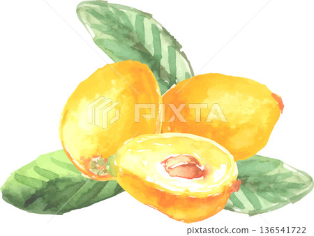 枇杷向量水彩插圖 枇杷向量水彩插圖 136541722