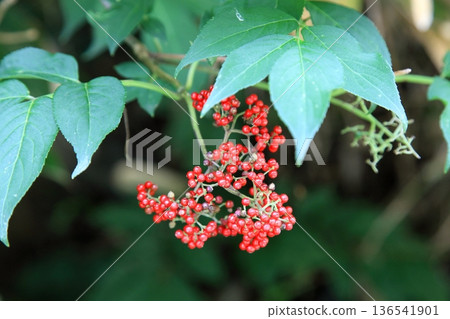Elder stone's red fruit 136541901