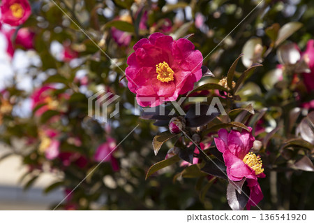 Red camellia camellia flower Red camellia camellia flower 136541920