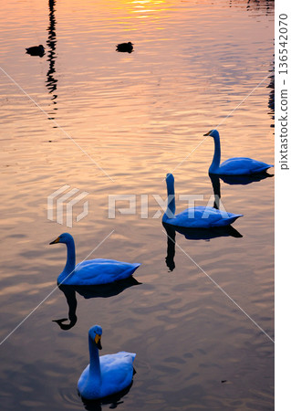 Swans floating on the water 136542070