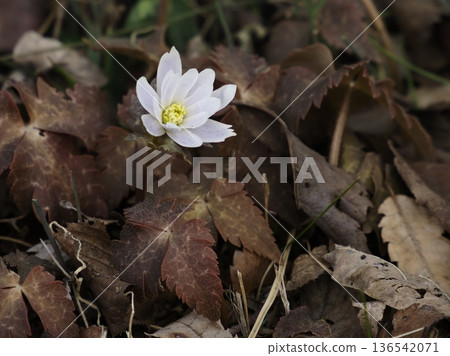 Anemone septempunctata heralds the arrival of spring 136542071