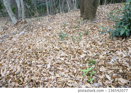 Fallen leaves, dead leaves, mountain climbing, mountain path, autumn, winter material 136542077