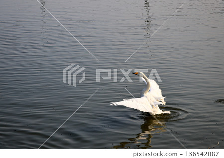 Spreading wings and landing on water Spreading wings and landing on water 136542087
