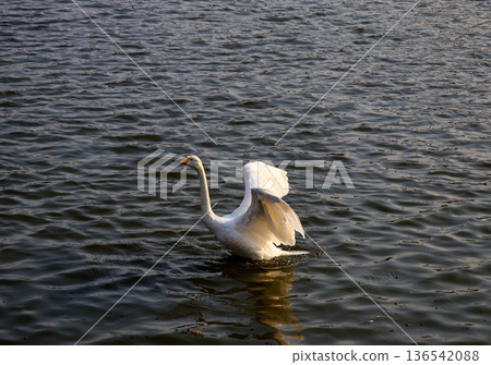 Spreading wings and landing on water Spreading wings and landing on water 136542088