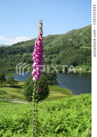 英格蘭湖區格拉斯米爾的風景 英格蘭湖區格拉斯米爾的風景 136542093