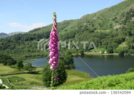 英格蘭湖區格拉斯米爾的風景 136542094