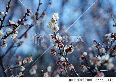 梅花告訴春天的到來 梅花告訴春天的到來 136542112