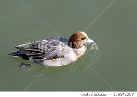 Wigeon floating on a pond Wigeon floating on a pond 136542207