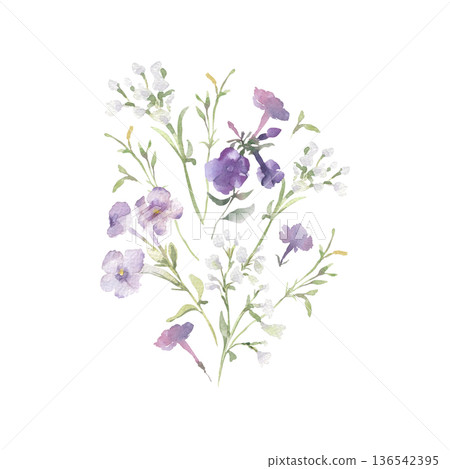 Delicate bouquet of purple and white flowers watercolor illustration isolated white. Meadow blooms, soft plants with green stems for wedding invitation or greeting card. Wildflowers pastel colors. 136542395