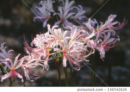 Licorice photographed on positive film Licorice photographed on positive film 136542626