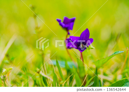 紫羅蘭花 136542644