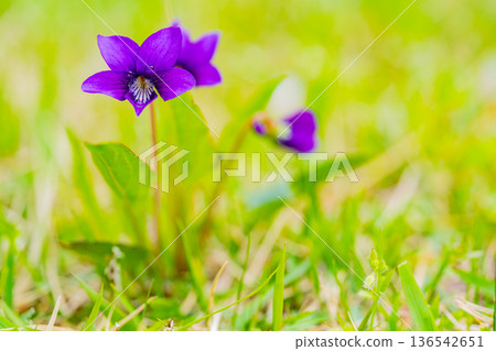 紫羅蘭花 136542651