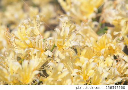 Golden licorice photographed on positive film 136542668