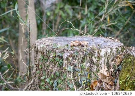 Acorns on a stump Autumn Satoyama Collection Materials Acorns on a stump Autumn Satoyama Collection Materials 136542689