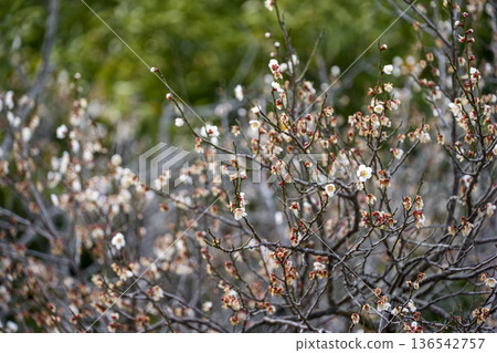 梅花，白花，白梅花，梅花，春天，二月 [神奈川縣] 136542757
