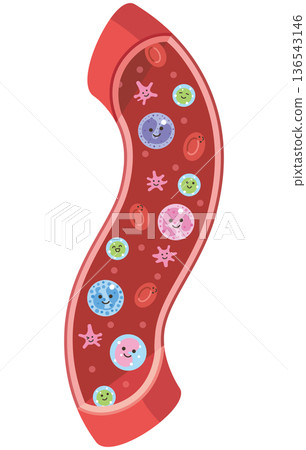 Various cell types in blood vessels (unnamed) Various cell types in blood vessels (unnamed) 136543146