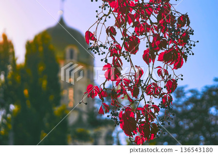 Church, golden dome. Autumn branch of elderberry with red leaves 136543180