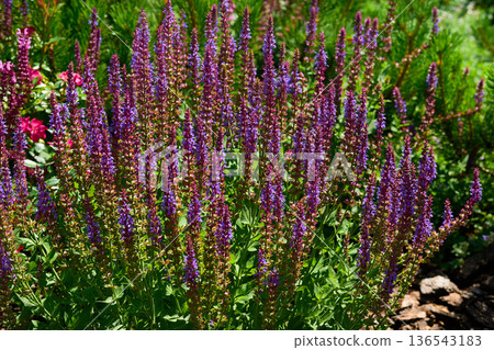 Spring mood.Pink magenta sage salvia flowers,meadow,lush vegetation Spring mood.Pink magenta sage salvia flowers,meadow,lush vegetation 136543183