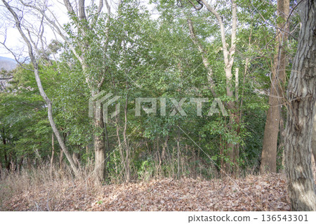 Early spring mountain path forest mountain trees forest bathing spring image Early spring mountain path forest mountain trees forest bathing spring image 136543301