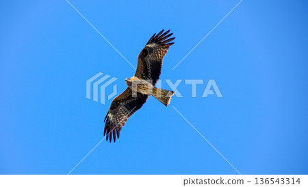 A black kite with its wings outstretched gliding through the cloudless sky 136543314