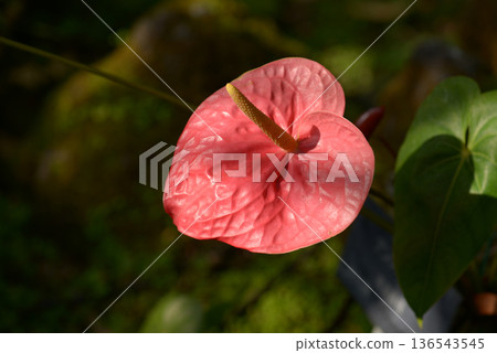 紅掌 136543545