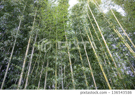 Bamboo bamboo forest green bamboo spring green Japanese style ecology early summer material Bamboo bamboo forest green bamboo spring green Japanese style ecology early summer material 136543586