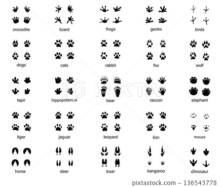 Set of footprints of wild animals, illustration of black silhouette Set of footprints of wild animals, illustration of black silhouette 136543778