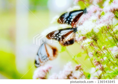 Three chestnut butterflies resting on a Japanese iris Three chestnut butterflies resting on a Japanese iris 136543845