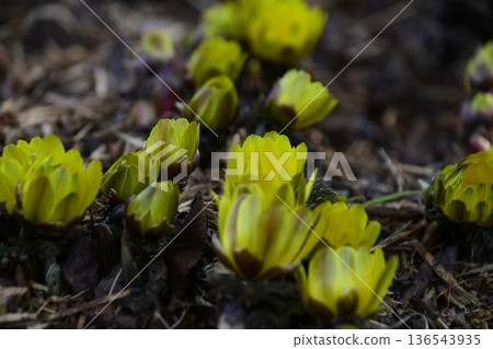 The flowers that herald the arrival of spring, the adonis flowers, have bloomed! 136543935