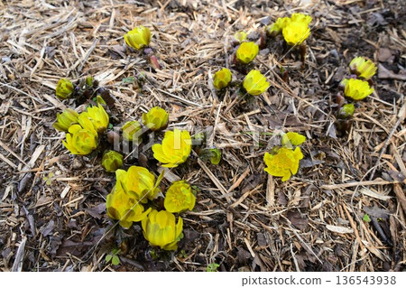 The flowers that herald the arrival of spring, the adonis flowers, have bloomed! The flowers that herald the arrival of spring, the adonis flowers, have bloomed! 136543938
