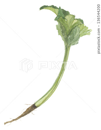 Burdock leaves painted in watercolor 136544200