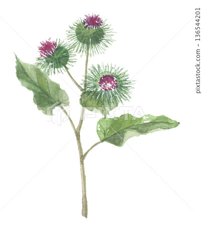 水彩牛蒡花 136544201