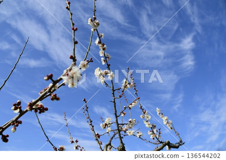 Plum blossom  136544202