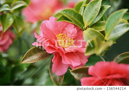 Beautiful camellia (Camellia sasanqua) 136544214