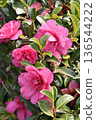 Beautiful camellia (Camellia sasanqua) 136544222