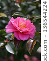 Beautiful camellia (Camellia sasanqua) 136544224