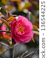 Beautiful camellia (Camellia sasanqua) 136544225