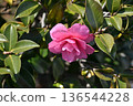 Beautiful camellia (Camellia sasanqua) 136544228