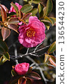 Beautiful camellia (Camellia sasanqua) 136544230
