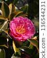 Beautiful camellia (Camellia sasanqua) 136544231