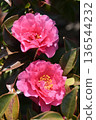 Beautiful camellia (Camellia sasanqua) 136544232
