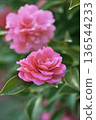 Beautiful camellia (Camellia sasanqua) 136544233