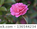 Beautiful camellia (Camellia sasanqua) 136544234