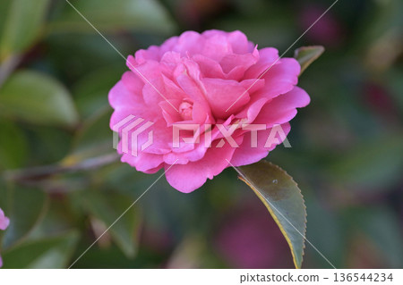 Beautiful camellia (Camellia sasanqua) Beautiful camellia (Camellia sasanqua) 136544234